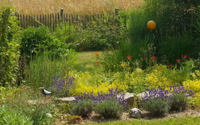 Artenschutz „Rettet die Bienen!“ beginnt im eigenen Hausgarten