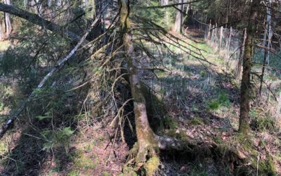 Feucht- und Bruchwaldparzellen im „Buchwald“