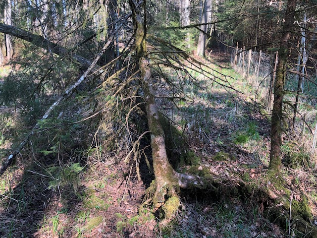 Feucht- und Bruchwaldparzellen im „Buchwald“