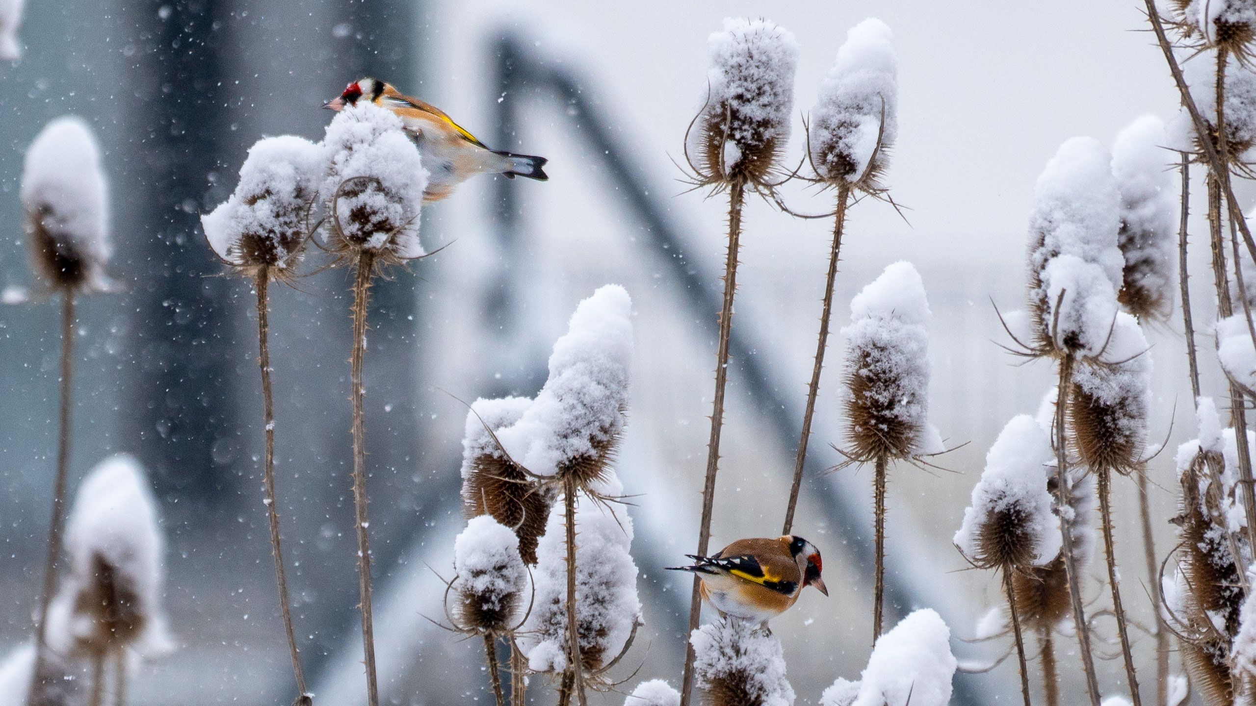 Stieglitzen dienen die stacheligen Blütenständen im Winter als Futterquelle