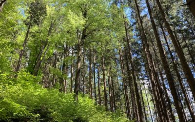 Biodiversität und Waldumbau im Klimawandel